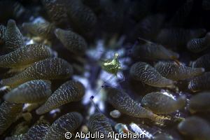 Macro by Abdulla Almehairi 